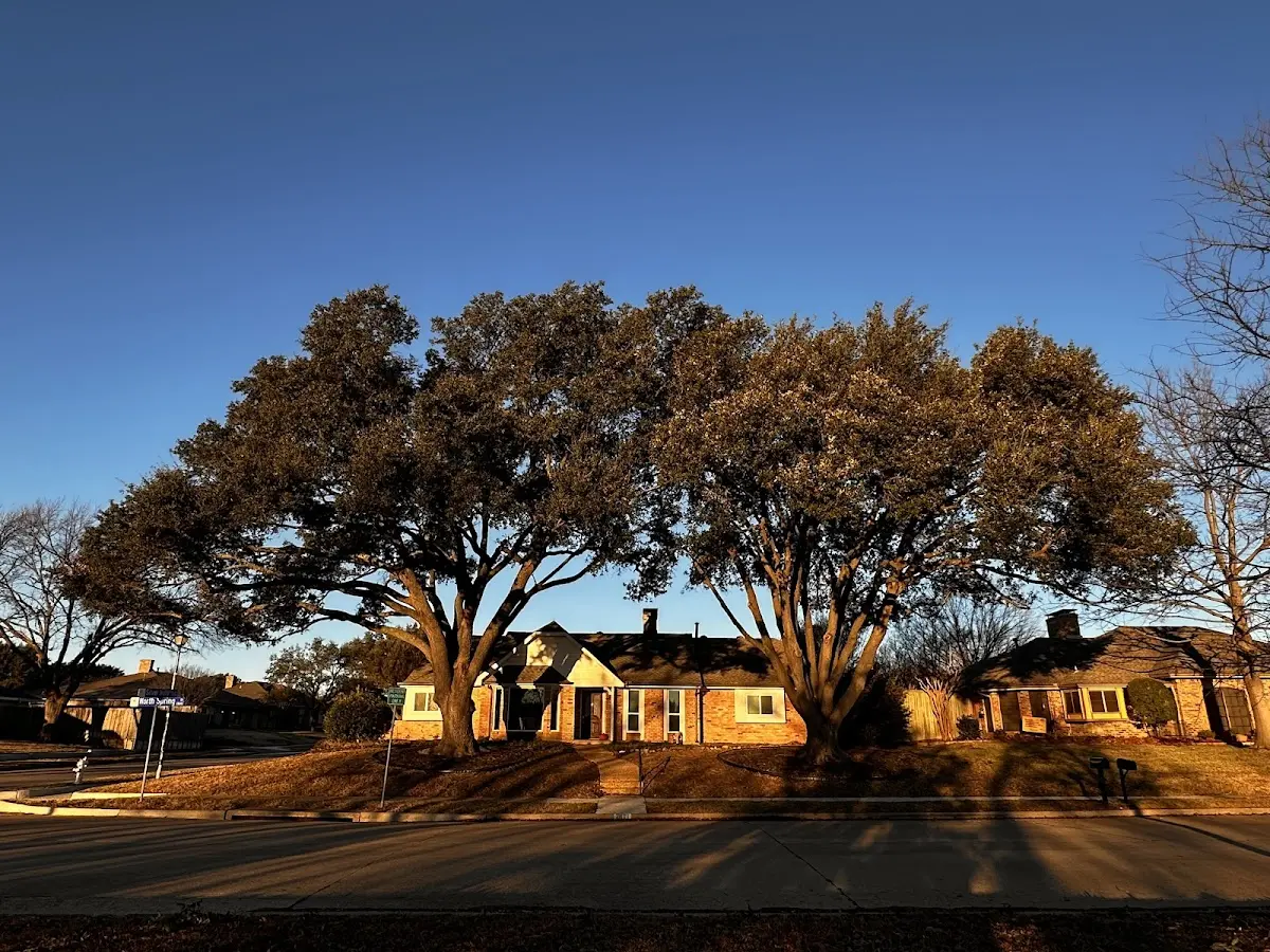 Established residential canopy tree shading a home in Bearcreek